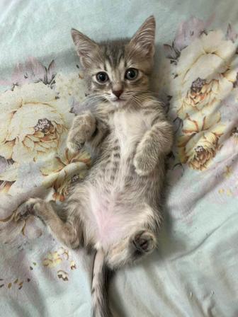 кошки