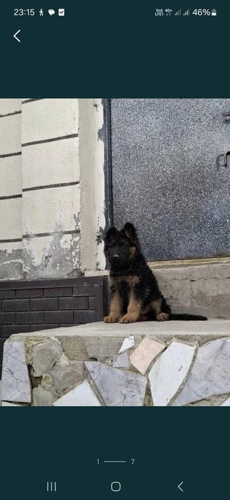 Немецкая овчарка