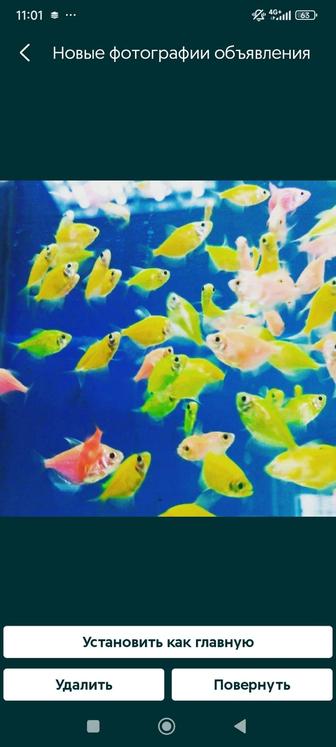 Рыбки в Афалине