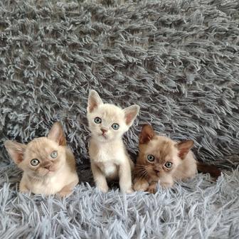 Бурманские котята