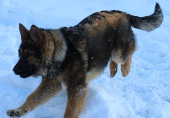 Элитный Юниор Немецкой Овчарки Рабочии Линии ,