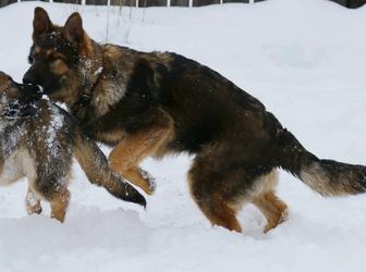 Потрошеный Юниор Немецкой Овчарки Рабочие Линии ,