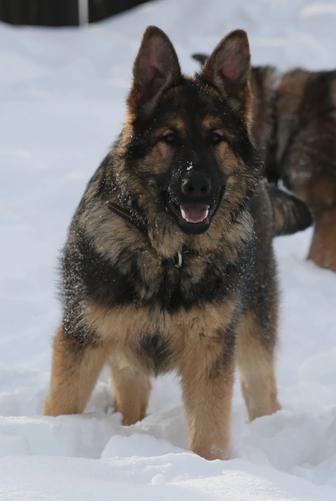 Потрошеный Юниор Немецкой Овчарки Рабочие Линии ,