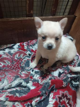 Чихуахуа мальчик 3 ,5 месяца привит