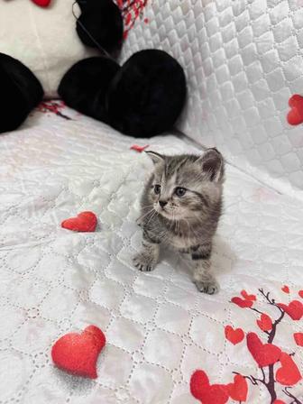 Продам котят