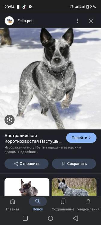 Австралийская пастушья овчарка