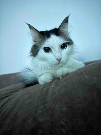 Отдам кошку с диагнозом в добрые руки