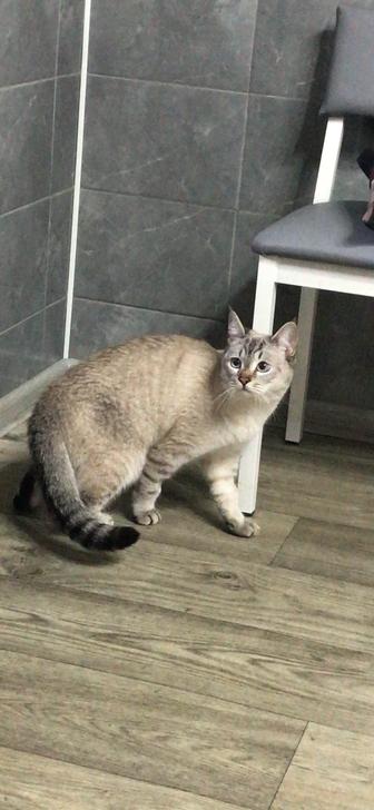 потерялся кот