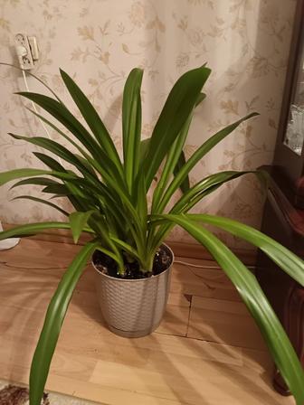 Продам комнатное растение