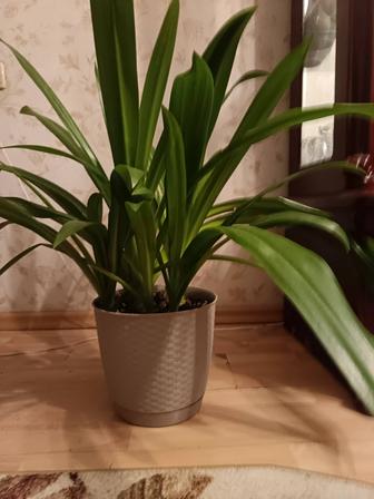 Продам комнатное растение