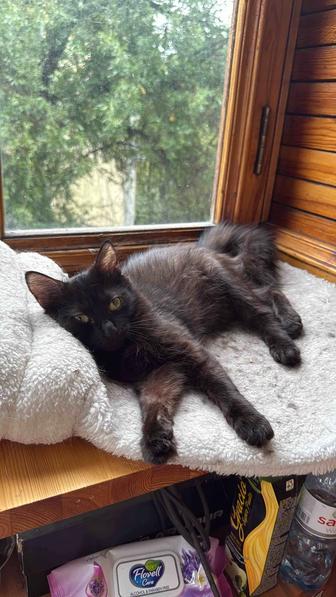 Кошка