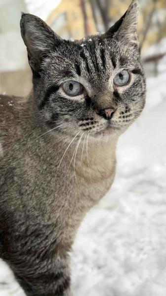 Отдам кота, ищу дом