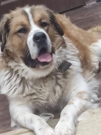 Московская сторожевая (вязка)