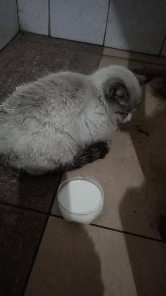 Кошечка котенок домашняя ищет дом