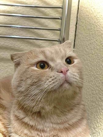 Отдам вислоухого британского кота