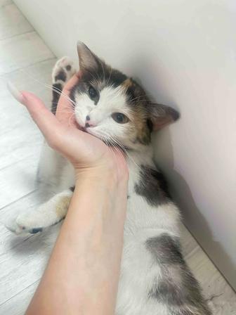 Котенок даром кошка бесплатно