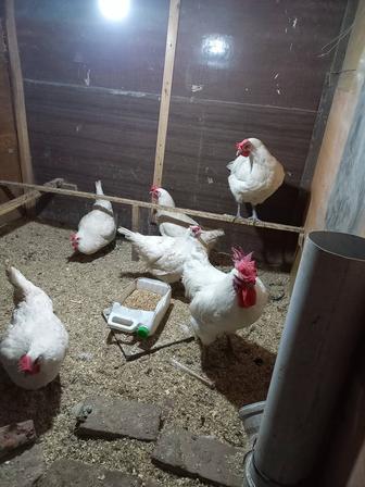 Продам породу кур бресс гальская французская