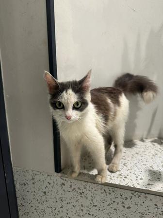 Отдам в добрые руки кошечку