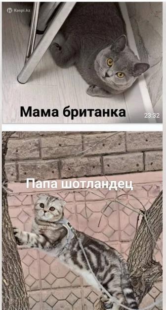 Продам котят 3 шт остались