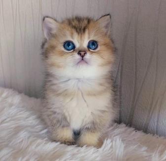 Котята золотая шиншилла