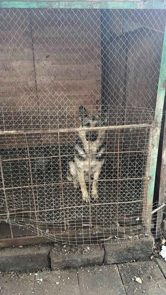 Европейская овчарка