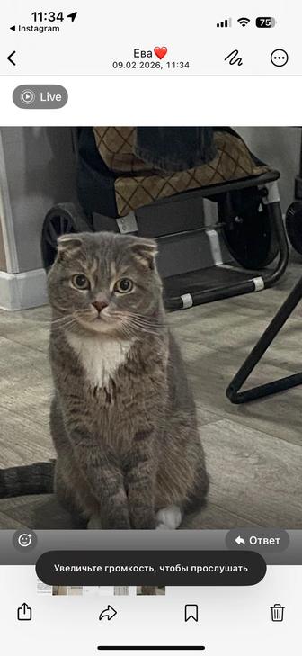 Отдам кота в добрые руки