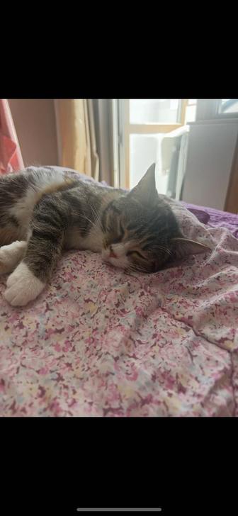 Кошка