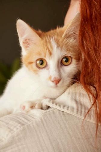 Очаровательный котенок