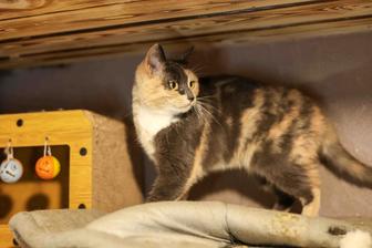 Красивая кошечка Цветуля