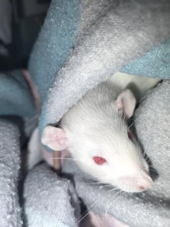 Отдам крысенка в хорошие руки