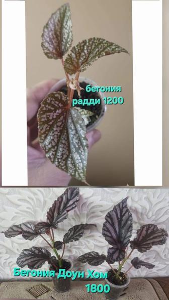 Домашние цветы