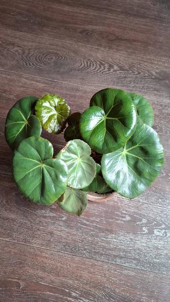 Бегония комнатные растения