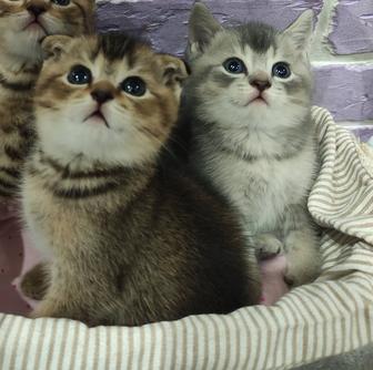 Шотландские котята