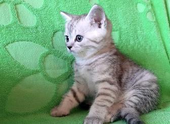 Шотландские котята