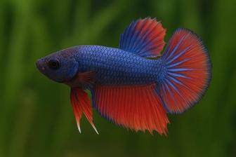 Самки петушки, Betta fish