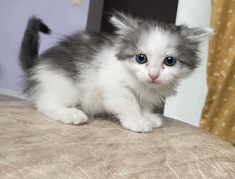 Отдам котенка в добрые руки