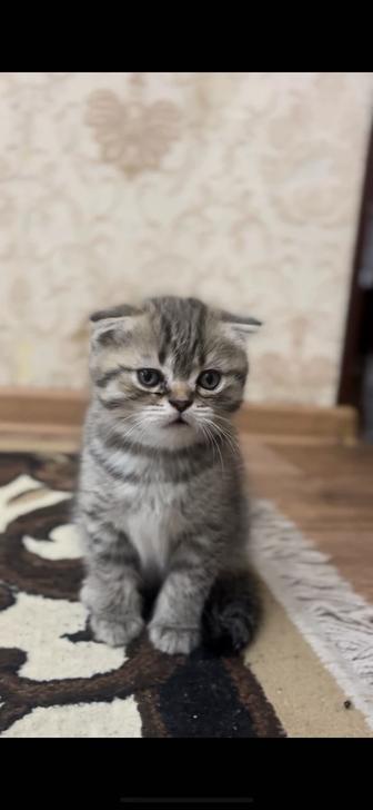 Продам котенка британца