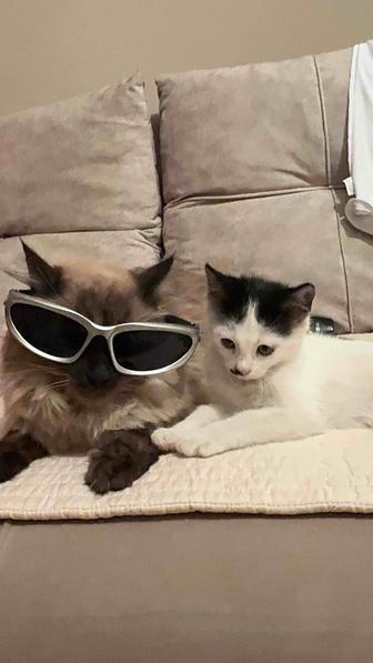 Отдам котенка в хорошие руки