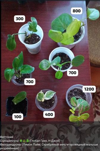 Комнатные отростки и цветочки