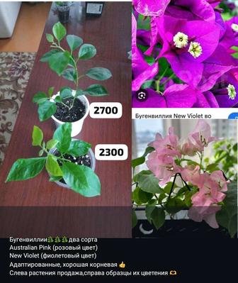 Комнатные отростки и цветочки