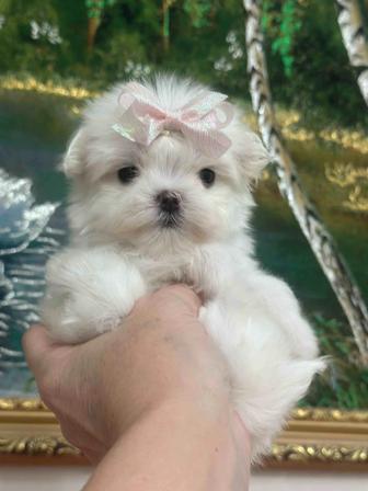 Кукольные щенки мальтезе