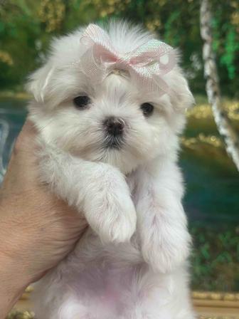 Кукольные щенки мальтезе