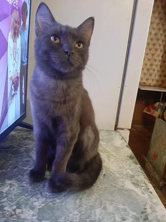 Котенок-подросток в добрые руки