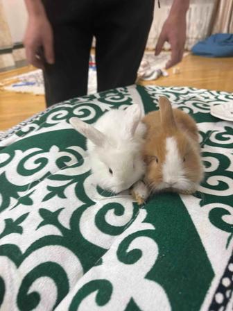 Кролики декоративные мини красивые