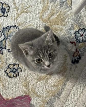 Котенок, мальчик