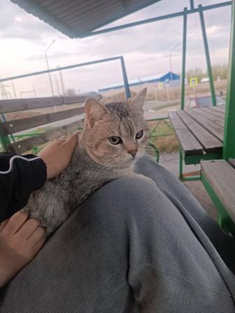 Отдам кота в добрые руки