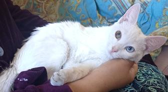 Пристраивается котенок в ответственные руки.