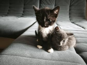 Отдам в добрые руки котят