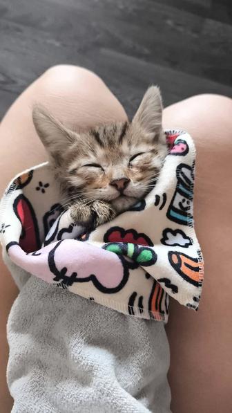 Отдам в добрые руки котенка