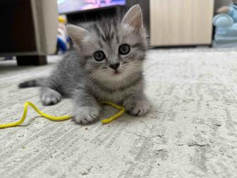 Британский длинношерстный котенок, мальчик.